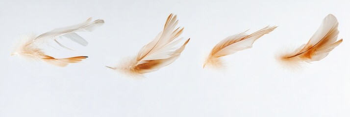 Leinwandbilder - Soft feathers float gracefully in a dreamlike composition against a bright white backdrop, evoking a sense of tranquility and serenity