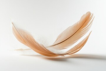 Leinwandbilder - Soft feathers float gracefully against a white background creating a dreamy and ethereal atmosphere in high key photography