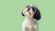 © olindana - Cute shih tzu puppy looking up with attentive expression on light green background