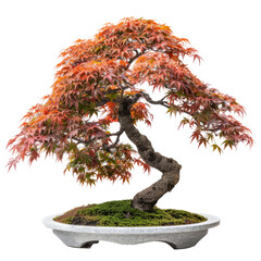 japanese maple bonsai tree. artistic miniature.