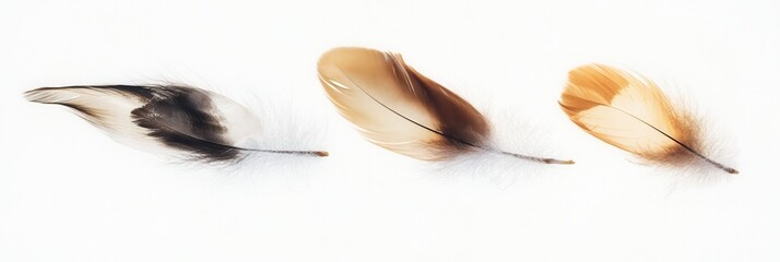 Leinwandbilder - Soft feathers float gracefully against a white background creating a dreamlike, high key effect ideal for serene environments