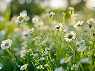 Wall Mural - sun-kissed daisies, a field of delicate blooms bathed in golden sunlight