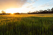 © Austockphoto - golden light over barley field