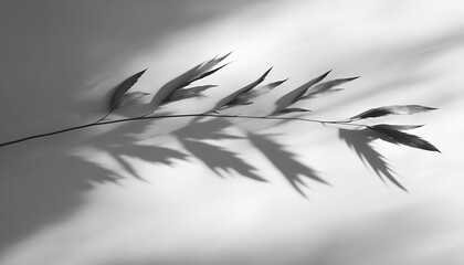 Fototapete - Silhouetted Branch With Leaf Shadows Evoking Calmness And Elegance In Monochrome : Generative AI