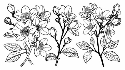 Vector set with outline Jasmine flowers, bud, and leaves in black isolated on white background. Ornate floral elements spring design and coloring book. Jasmine flower in contour