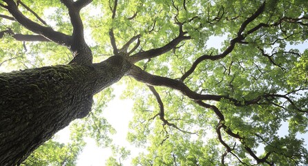 Aufkleber - Majestic Tree Viewed from Below with Sunlight Filtering Through the Leaves : Generative AI