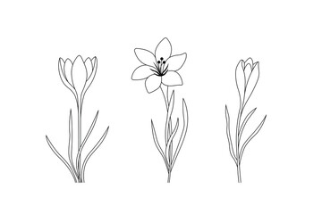 Wall Mural - crocus spring flower black line elements, set of hand drawn crocuses, floral linear design, editable stroke vector illustration