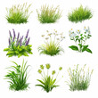 © TatChong - Variety of grass and flower tufts for landscaping or graphic elements