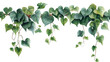 © Cahyani - Green Ivy Leaves Isolated, Botanical Watercolor Vines on White