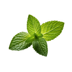 Wall Mural - green mint leaf top view