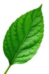 Isolated green leaf with veins and texture, against a clean white background, botanical, plant, nature photography