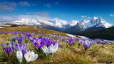 Alpenlandschaft im Frühling, Wiese mit Krokus-Blumen in weiß und Blau, schneebedeckte Berge-Generated Image