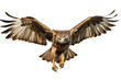 © VAshowcase - A majestic hawk in mid-flight, showcasing its impressive wingspan and fierce expression.