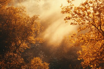 Wall Mural - Sunlight filtering through forest trees