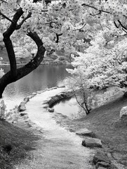 Wall Mural - riverbank with trees