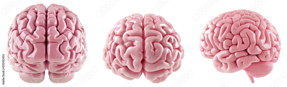 Isolated Human Brain Model on Transparent Background for Study Purposes ...