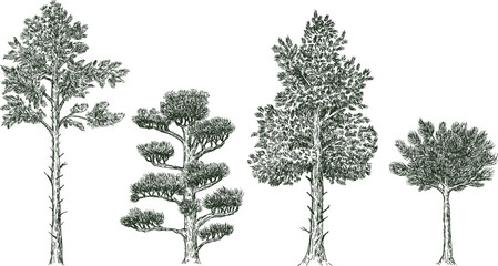 Pine trees in hand drawn engraving sketch style. Set of pen and ink plants art elements. Vintage monochrome vector illustration.
