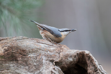 Wall Mural - A nuthatch with a grain in its beak on a tree trunk