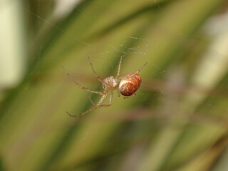 the lesser garden spider (metellina segmentata s.l.), also known as the common garden orb weaver, be