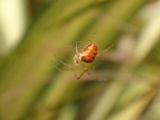 Wall Mural - The lesser garden spider (Metellina segmentata s.l.), also known as the common garden orb weaver, beautiful orange coloured female in her web