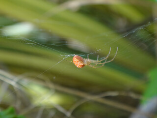 Wall Mural - The lesser garden spider (Metellina segmentata s.l.), also known as the common garden orb weaver, beautiful orange coloured female in her web