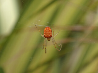 Wall Mural - The lesser garden spider (Metellina segmentata s.l.), also known as the common garden orb weaver, beautiful orange coloured female in her web