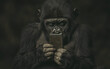 © creatfive - Gorilla Using Smartphone in Dark Setting
