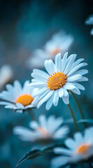 Poster - Beautiful white daisies with yellow centers are blooming in a field, creating a peaceful and serene scene with a soft, blurred background