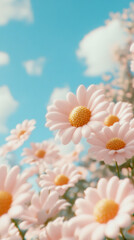 Poster - Delicate pink daisies flowering against soft blue sky, white clouds drifting, depicting serene summer landscape