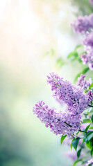 Poster - Soft lilac blooms revealing delicate petals, embodying springtime freshness and gentle awakening