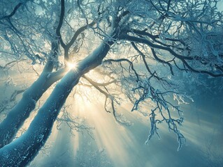 Wall Mural - sun rays through snow-covered tree branches in winter forest.