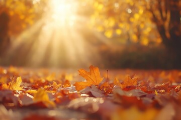 Poster - Fallen autumn leaves covering the ground in a park, illuminated by golden sunlight filtering through the trees, creating a warm and inviting fall scene