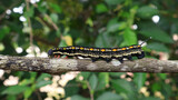 Theretra oldenlandiae caterpillar crawling on branch