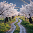 © 자인 김 - rural cherry blossom path