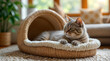 © Sianna - Gray tabby cat relaxing in a cozy woven bed inside a bright living room with large windows and plants during daylight hours