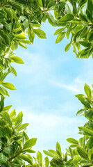 Poster - Fresh green leaves create a vibrant frame against a serene blue sky, offering a refreshing natural backdrop