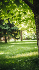 Poster - Green maple leaves filtering sunlight in a park during a sunny summer day, creating a peaceful and relaxing atmosphere