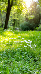 Poster - White wildflowers blooming across verdant meadow under golden sunset glow, spring landscape
