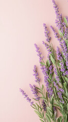 Poster - Fresh lavender flowers arranged on a pink background, creating a serene and relaxing atmosphere, ideal for beauty, wellness, or aromatherapy concepts