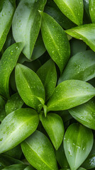 Aufkleber - Close-up view of lush green leaves glistening with water droplets, creating a vibrant and refreshing natural scene