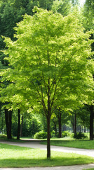 Poster - Lush green maple tree standing beside a paved path in a tranquil park setting, bathed in the soft sunlight of a spring day