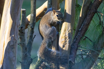 Wall Mural - eastern gray squirrel, known as the grey squirrel is native animal to eastern north america