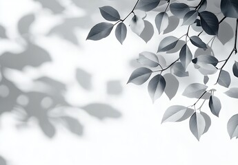 Leinwandbilder - Delicate leaves with intricate shadows create a beautiful white space filled with natural light and tranquility : Generative AI