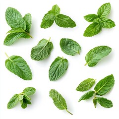 Poster - Assorted fresh mint leaves displayed with vibrant greenery ideal for cooking and herbal remedies : Generative AI