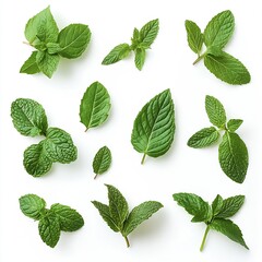 Poster - Diverse collection of fresh mint leaves on a light background representing natural freshness and vitality : Generative AI