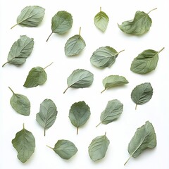 Poster - Organic mint leaves arranged in an artistic pattern for culinary and herbal design aesthetics : Generative AI
