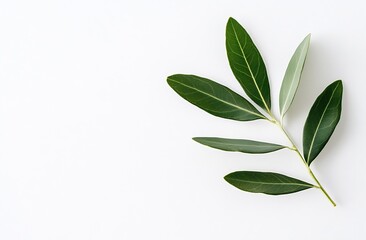 Poster - Fresh green leaves showcasing vibrant textures arranged on a clean white background : Generative AI