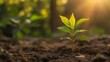 © Echt&KIreativ - Small plant growing in sunlight, new life and hope concept