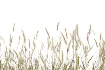 Naklejka na meble Isolated Grassy Plants Against White Background