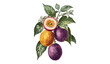 © aura studio - Vector passion fruit, botanical illustration, transparent background, tropical fruit, vintage drawing, hand-sketched, exotic edible plant, natural food, organic garden fruit